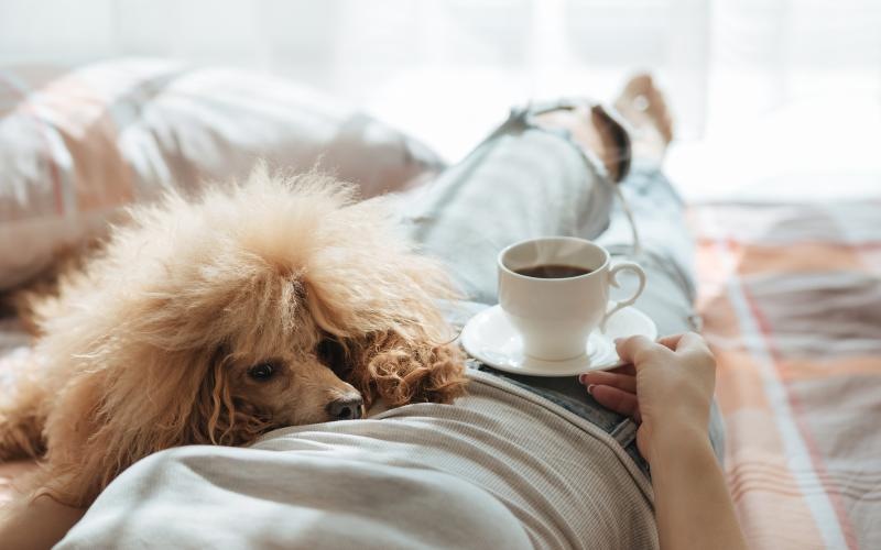 dog lays on owner's lap next to a cup of coffee